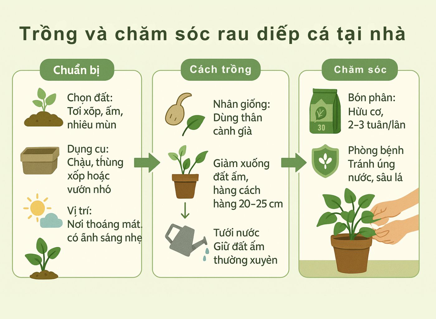 Cây diếp cá là gì, công dụng của diếp cá, diếp cá trong đông y, lợi ích sức khoẻ từ diếp cá trồng và chăm sóc tại nhà