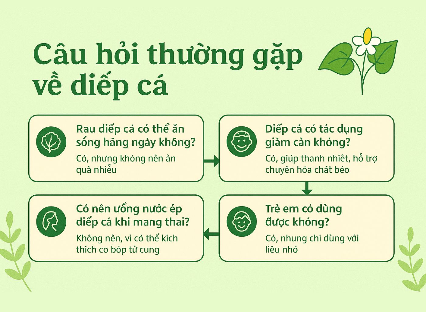 Cây diếp cá là gì, công dụng của diếp cá, diếp cá trong đông y, lợi ích sức khoẻ từ diếp cá câu hỏi thường gặp
