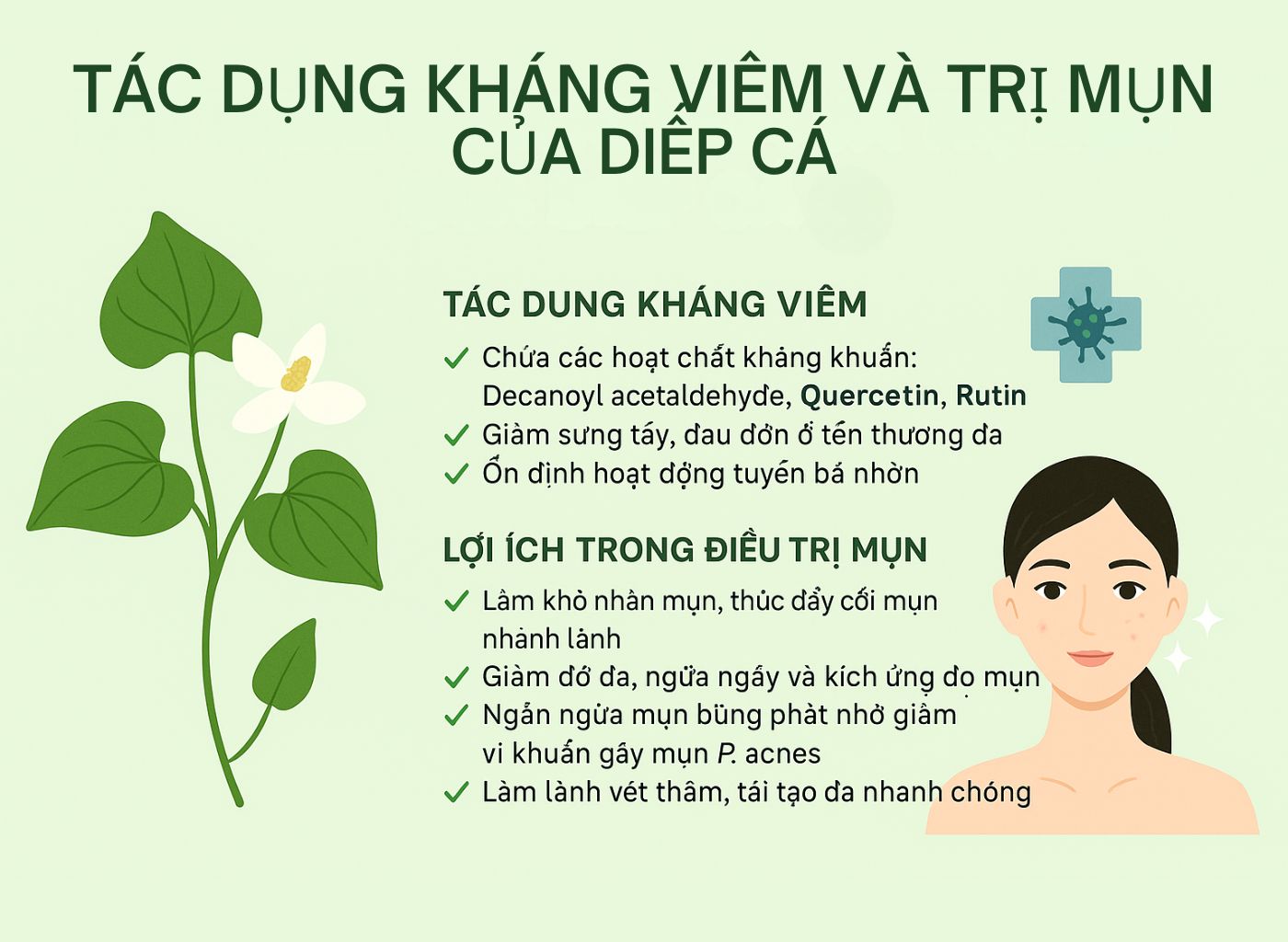 Cây diếp cá là gì, công dụng của diếp cá, diếp cá trong đông y, lợi ích sức khoẻ từ diếp cá tác dụng
