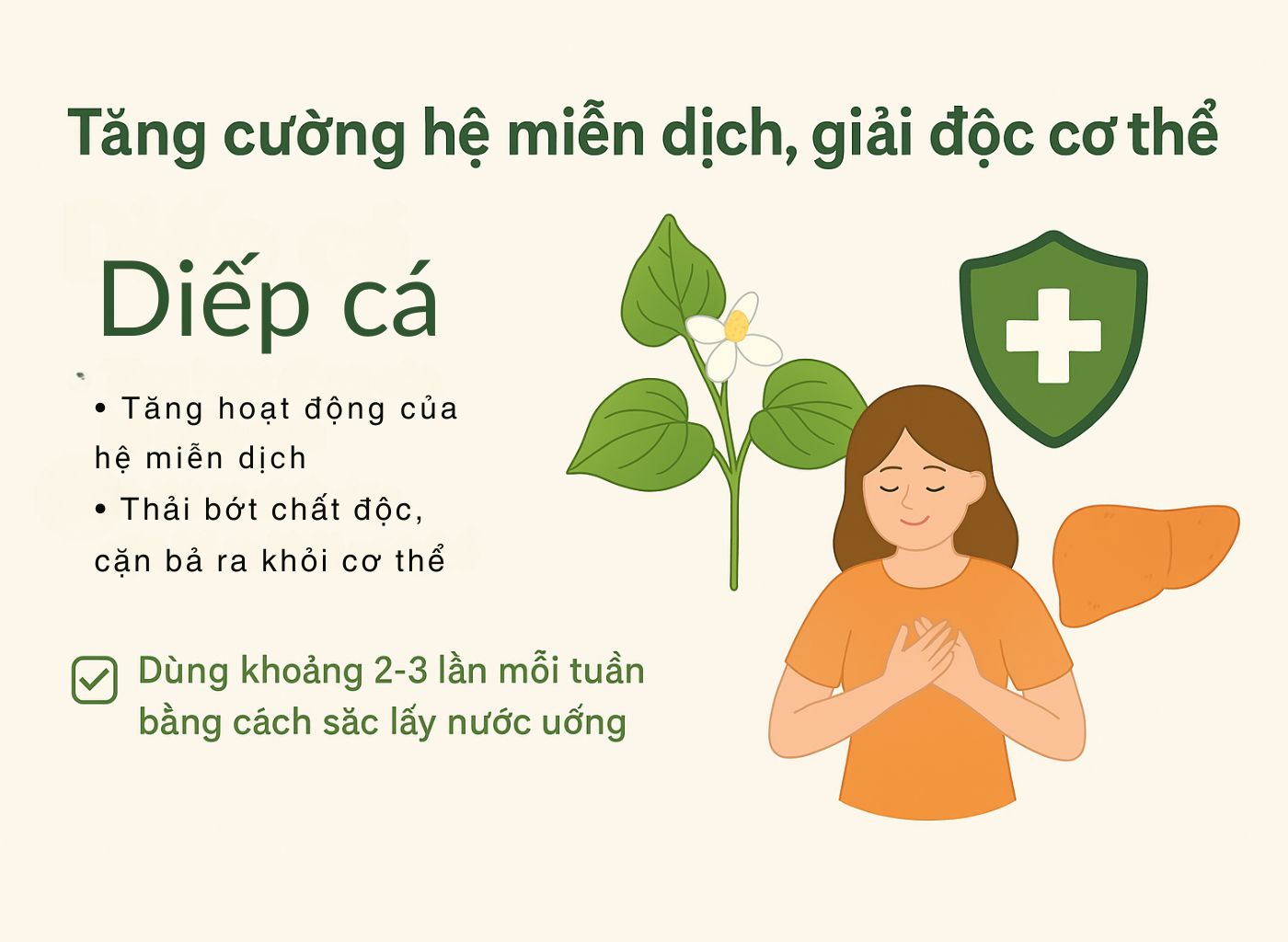 Cây diếp cá là gì, công dụng của diếp cá, diếp cá trong đông y, lợi ích sức khoẻ từ diếp cá tăng cường hệ miễn dịch